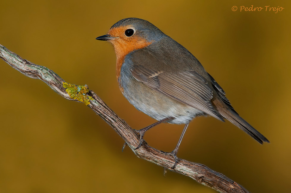 Petirrojo (Erithacus rubecula)